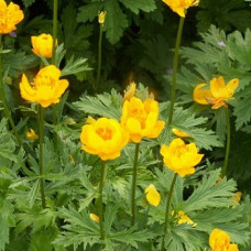 Купальница культурная Голден Квин