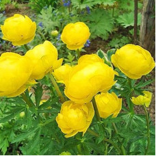 Купальница культурная Лемон Квин