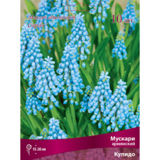 Мускари Купидо