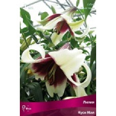 Лилия Куси Мая