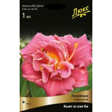 Лилейник гибридный Кьют Эс Кэн Би