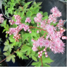 Лабазник дланевидный Нана