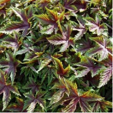 Лабазник гибридный Ред Амбрелла