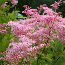 Лабазник красный Венуста