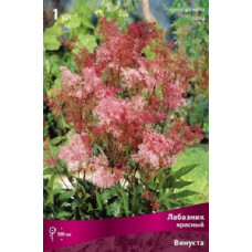 Лабазник красный Венуста