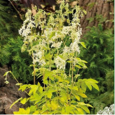 Лабазник вязолистный Ауреа