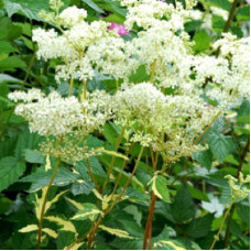 Лабазник вязолистный Вариегата