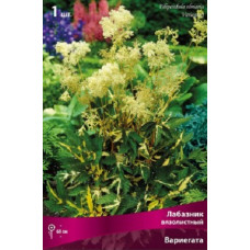 Лабазник вязолистный Вариегата