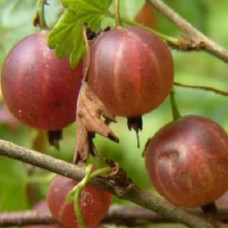 Крыжовник Лада