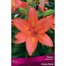 Лилия Хэппи Лайф