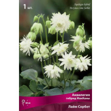 Аквилегия гибрид МакКаны Лайм Сорбет