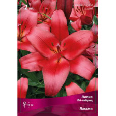 Лилия Лаксми (ЛА-гибрид)