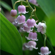 Ландыш майский Розеа  