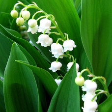 Ландыш майский  