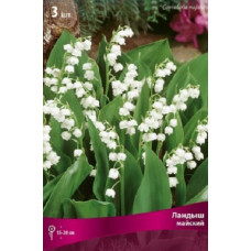 Ландыш майский