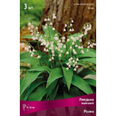 Ландыш майский Розеа