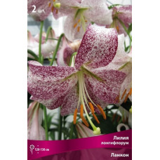 Лилия Ланкон (лонгифлорум)