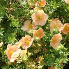 Лапчатка кустарниковая Дейдаун