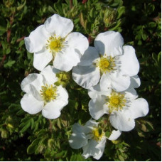 Лапчатка кустарниковая Эбботсвуд