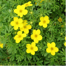 Лапчатка кустарниковая Голдфингер