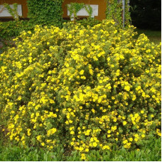 Лапчатка кустарниковая Голдстар