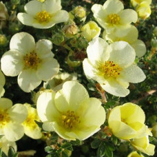 Лапчатка кустарниковая Клондайк 