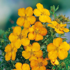 Лапчатка кустарниковая Аннетт  