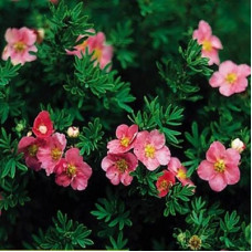 Лапчатка кустарниковая Данни Бой