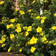 Лапчатка кустарниковая Фридхем  