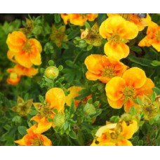 Лапчатка кустарниковая Манго Танго  