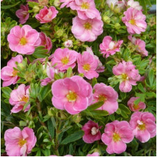 Лапчатка кустарниковая Пинк Паради (Серия Люкс)