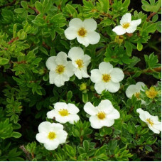 Лапчатка кустарниковая Тилфорд Крим