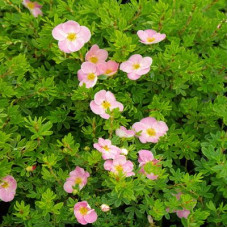 Лапчатка кустарниковая Ловели Пинк