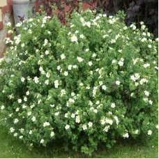 Лапчатка кустарниковая Маунт Эверест