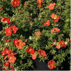 Лапчатка кустарниковая Мэрион Ред Робин