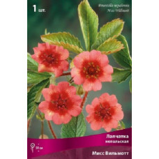 Лапчатка непальская Мисс Вильмотт