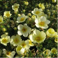 Лапчатка кустарниковая Примроуз Бьюти