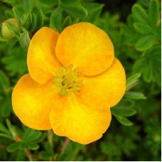 Лапчатка кустарниковая Тэнджерин