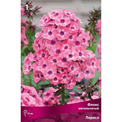 Флокс Лариса (метельчатый)