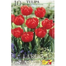 Тюльпан Ларго (простой ранний)