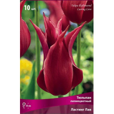 Тюльпан Ластинг Лав