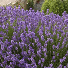 Лаванда узколистная Двоф Блу 