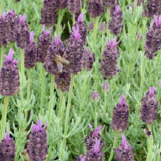 Лаванда широколистная Дарк Роялти