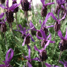 Лаванда широколистная Принцесса  