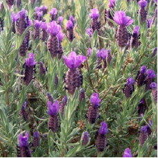 Лаванда широколистная Винтер Лэйс