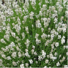 Лаванда узколистная Нана Альба