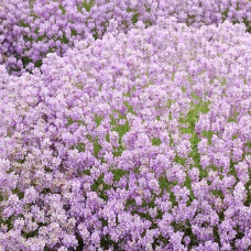 Лаванда узколистная Розеа  