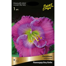Лилейник гибридный Лавендер Блу Бэби