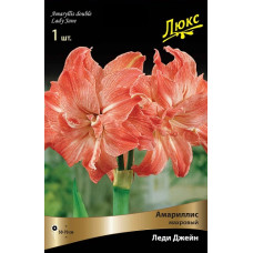 Амариллис Леди Джейн