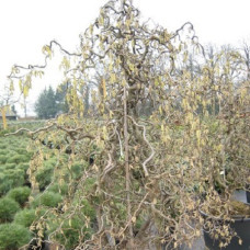 Лещина обыкновенная Конторта (Серия Люкс)